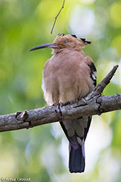 Madagascar Hoopoe, Berenty Reserve, Madagascar, November 2016 - click for larger image