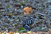Madagascar Hoopoe, Berenty Reserve, Madagascar, November 2016 - click for larger image