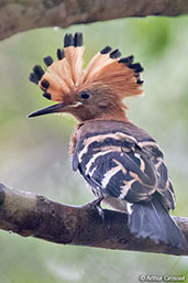 Madagascar Hoopoe, Ankarafantsika NP, Madagascar, November 2016 - click for larger image