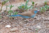 Female Red-cheeked Cordon-bleu, Mole National Park, Ghana, June 2011 - click for larger image