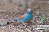 Male Red-cheeked Cordon-bleu, Mole National Park, Ghana, June 2011 - click for larger image