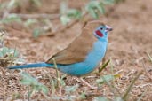 Male Red-cheeked Cordon-bleu, Mole National Park, Ghana, June 2011 - click for larger image