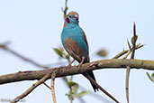 Red-cheeked Cordon-bleu, Sof Omar, Ethiopia, January 2016 - click for larger image