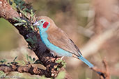 Red-cheeked Cordon-bleu, Bogol Manyo Road, Ethiopia, January 2016 - click for larger image