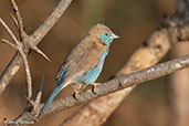 Red-cheeked Cordon-bleu, Bogol Manyo Road, Ethiopia, January 2016 - click for larger image