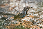 Long-tailed Ground-roller, Mosa Park, Ifaty, Madagascar, November 2016 - click for larger image