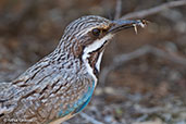 Long-tailed Ground-roller, Mosa Park, Ifaty, Madagascar, November 2016 - click for larger image