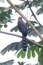 Long-tailed Hawk, Kakum, Ghana, May 2011 - click for larger image