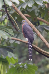 Long-tailed Hawk, Kakum, Ghana, May 2011 - click for larger image