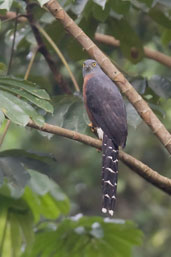 Long-tailed Hawk, Kakum, Ghana, May 2011 - click for larger image