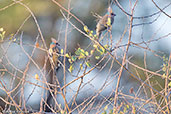 Blue-naped Mousebird, Awash Falls, Ethiopia, January 2016 - click for larger image