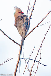 Blue-naped Mousebird, Awash Falls, Ethiopia, January 2016 - click for larger image