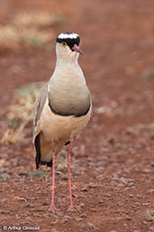 Crowned Lapwing, Liben Plains, Ethiopia, January 2016 - click for larger image