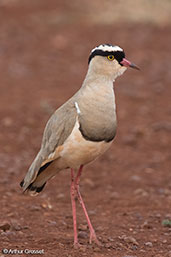 Crowned Lapwing, Liben Plains, Ethiopia, January 2016 - click for larger image