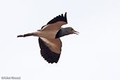 Crowned Lapwing, Liben Plains, Ethiopia, January 2016 - click for larger image