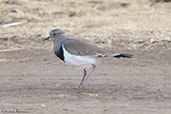 Black-winged Lapwing, Sof Omar, Ethiopia, January 2016 - click for larger image