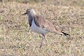 Black-winged Lapwing, Gemesa Geden, Ethiopia, January 2016 - click for larger image