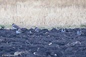 Spot-breasted Lapwing, Sof Omar, Ethiopia, January 2016 - click for larger image