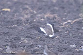 Spot-breasted Lapwing, Sof Omar, Ethiopia, January 2016 - click for larger image