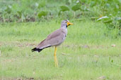African Wattled Lapwing, Tono Dam, Ghana, June 2011 - click for larger image