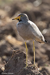 Wattled Lapwing, Harenna Forest, Ethiopia, January 2016 - click for larger image