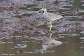 Wattled Lapwing, Bogol Mayo Road, Ethiopia, January 2016 - click for larger image