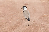 Spur-winged Lapwing, Tono Dam, Ghana, June 2011 - click for larger image
