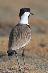 Spur-winged Lapwing, Lake Shalla, Ethiopia, January 2016 - click for larger image