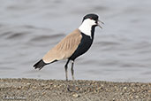 Spur-winged Lapwing, Lake Ziway, Ethiopia, January 2016 - click for larger image