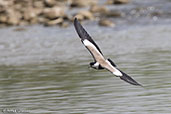 Spur-winged Lapwing, Jemma River, Ethiopia, January 2016 - click for larger image