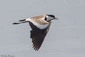 Spur-winged Lapwing, Jemma River, Ethiopia, January 2016 - click for larger image