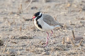 Black-headed Lapwing, Alleghedi Plains, Ethiopia, January 2016 - click for larger image