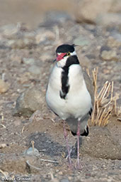 Black-headed Lapwing, Alleghedi Plains, Ethiopia, January 2016 - click for larger image