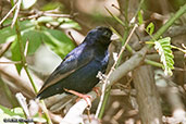 Village Indigobird, Melka Gebdu Track, Ethiopia, January 2016 - click for larger image