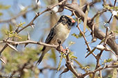 Village Indigobird, Bogol Manyo Road, Ethiopia, January 2016 - click for larger image