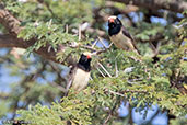 Village Indigobird, Bogol Manyo Road, Ethiopia, January 2016 - click for larger image