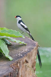 Pin-tailed Whydah, Kakum, Ghana, May 2011 - click for larger image