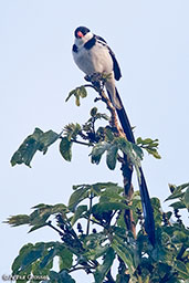 Pin-tailed Whydah, Harenna Forest, Ethiopia, January 2016 - click for larger image