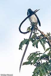 Pin-tailed Whydah, Harenna Forest, Ethiopia, January 2016 - click for larger image