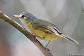 Appert's Tetraka, Zombitse-Vohibasia National Park, Madagascar, November 2016 - click for larger image