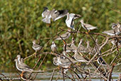 Terek Sandpiper, Betsiboka River, Madagascar, November 2016 - click for larger image