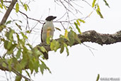 Male Van Dam's Vanga, Ankarafantsika N.P., Madagascar, November 2016 - click for larger image