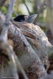 Female Lafresnaye's Vanga, Mosa Park, Ifaty, Madagascar, November 2016 - click for larger image