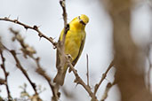 Kenya White-eye, Yabello, Ethiopia, January 2016 - click for larger image