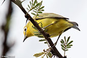 Kenya White-eye, Yabello, Ethiopia, January 2016 - click for larger image