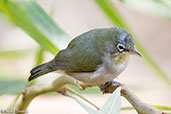 Abyssinian White-eye, Lake Hora, Ethiopia, January 2016 - click for larger image