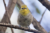 Ethiopian White-eye, Addis Ababa, Ethiopia, January 2016 - click for larger image