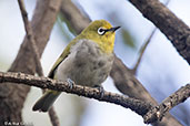 Ethiopian White-eye, Addis Ababa, Ethiopia, January 2016 - click for larger image