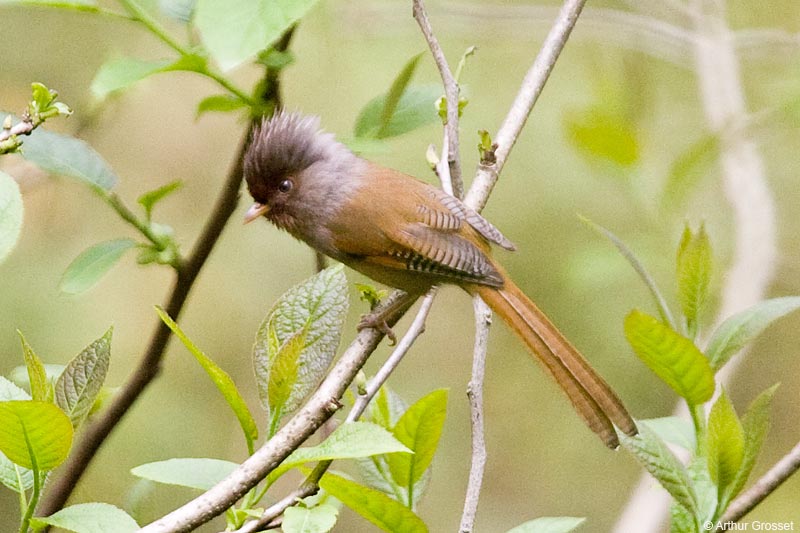 Rusty-fronted Barwing Actinodura egertoni