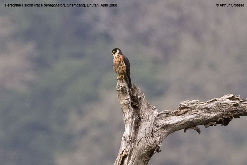 peregrine falcon in flight. In flight it looks